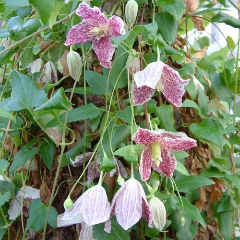 clematite feuillage